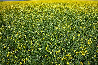 《星空》将有20多个角色加入玩家队伍 各有所长！